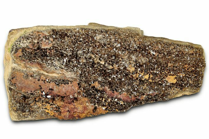 Glittering Petrified Wood with Druzy Quartz - Alabama #325400